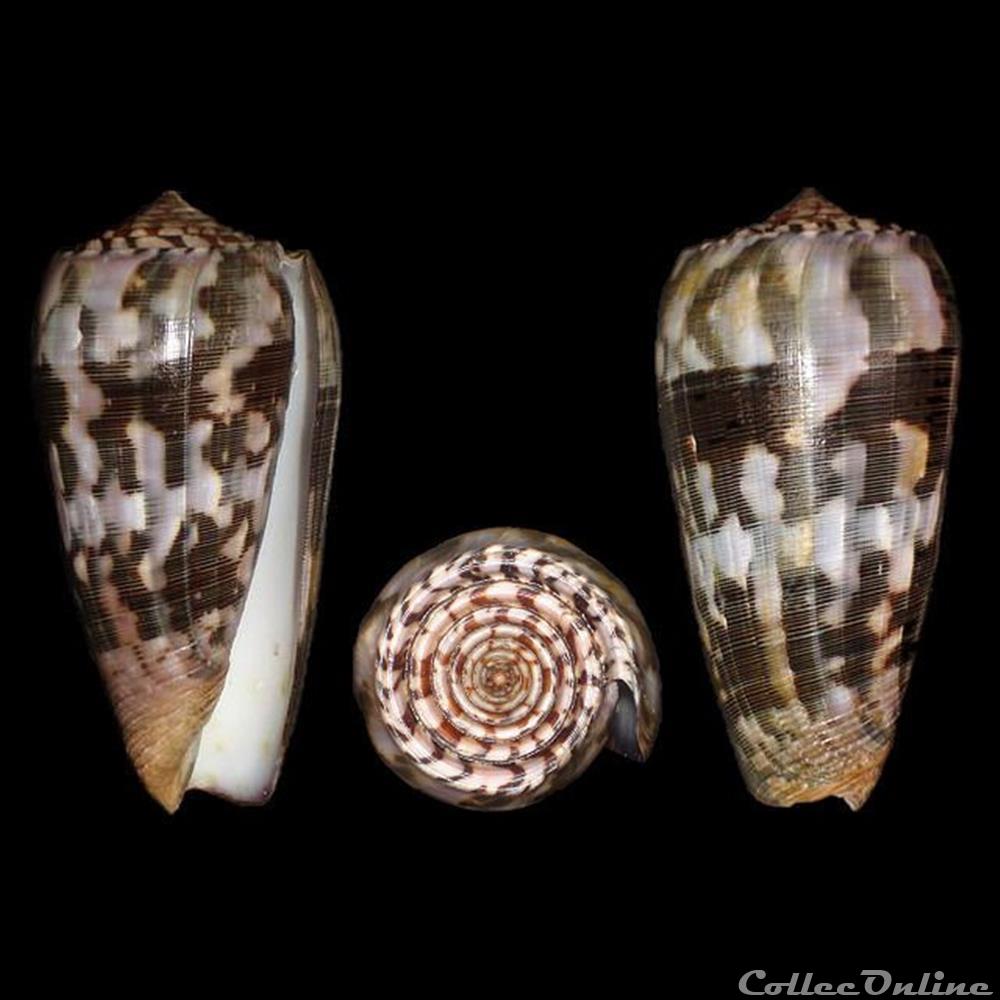 Pionoconus striatus striatus (Linné, 1758) coquillages fossiles gastropoda pionoconus striatus striatus linne 1758