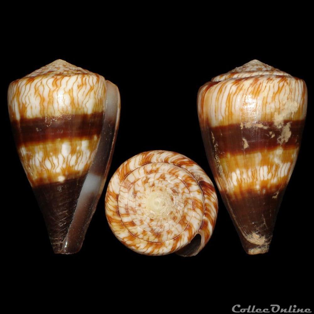 coquillages fossiles gastropoda rhizoconus miles linne 1758