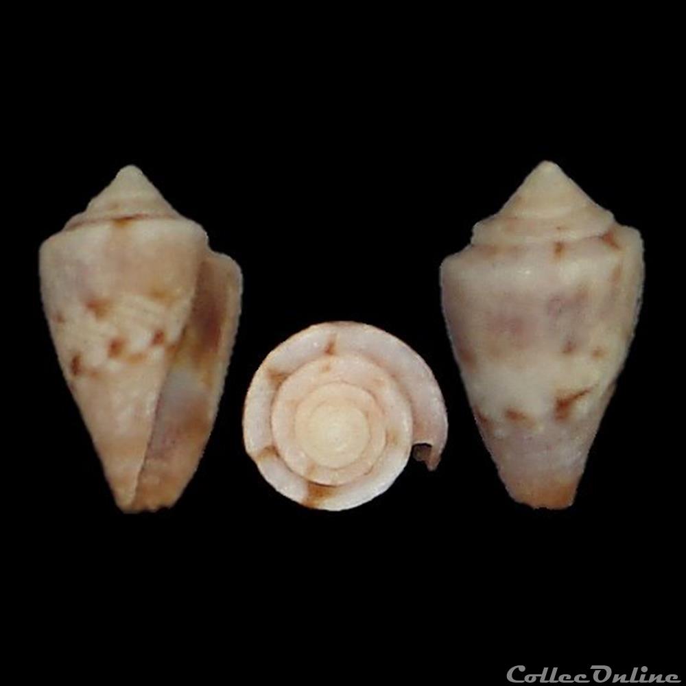 Pseudolilliconus boschorum (Moolenbeek & Coomans, 1993) coquillages fossiles gastropoda pseudolilliconus boschorum moolenbeek coomans 1993