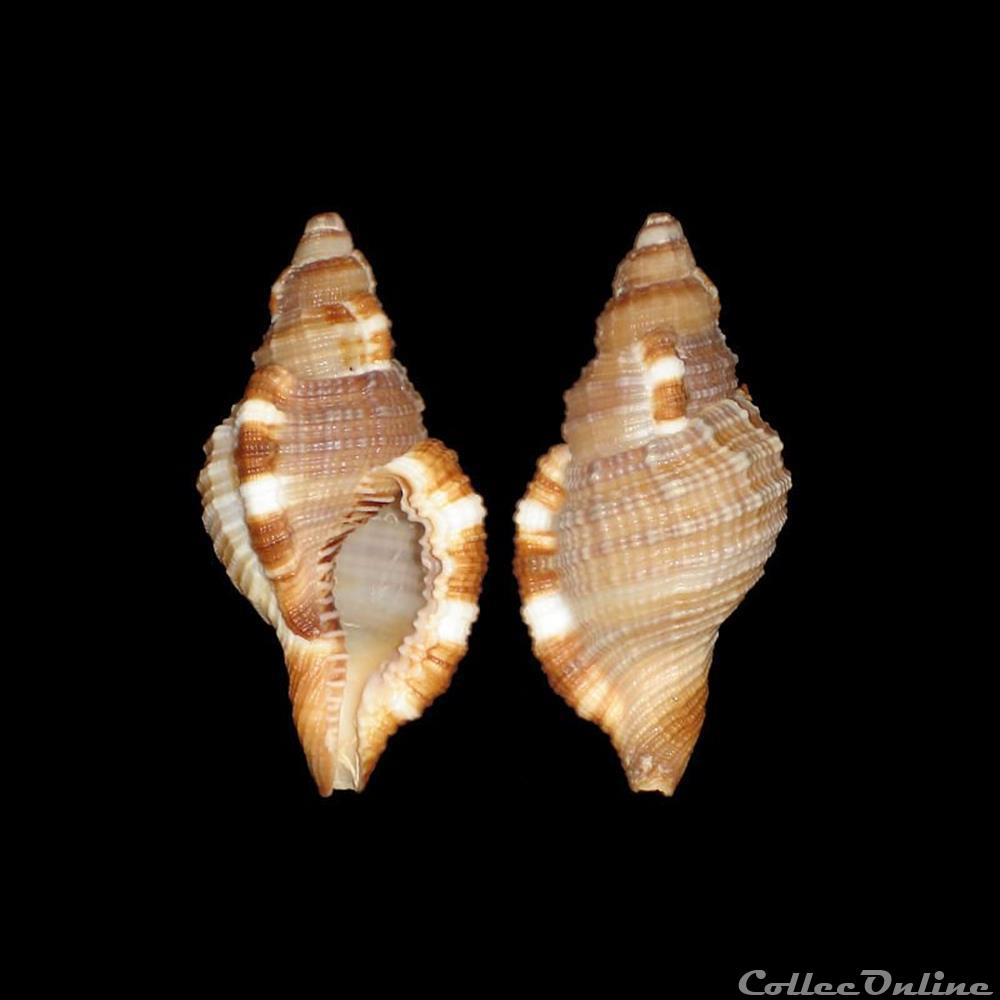 Cymatiidae - Monoplex pilearis (Linné, 1758) coquillages fossiles gastropoda cymatiidae monoplex pilearis linne 1758