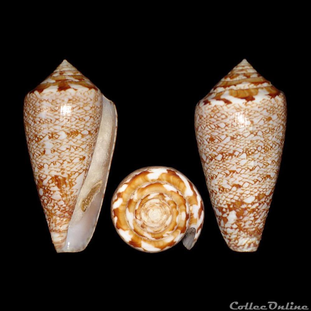 Nataliconus natalis (Sowerby II, 1858) coquillages fossiles gastropoda nataliconus natalis sowerby ii 1858