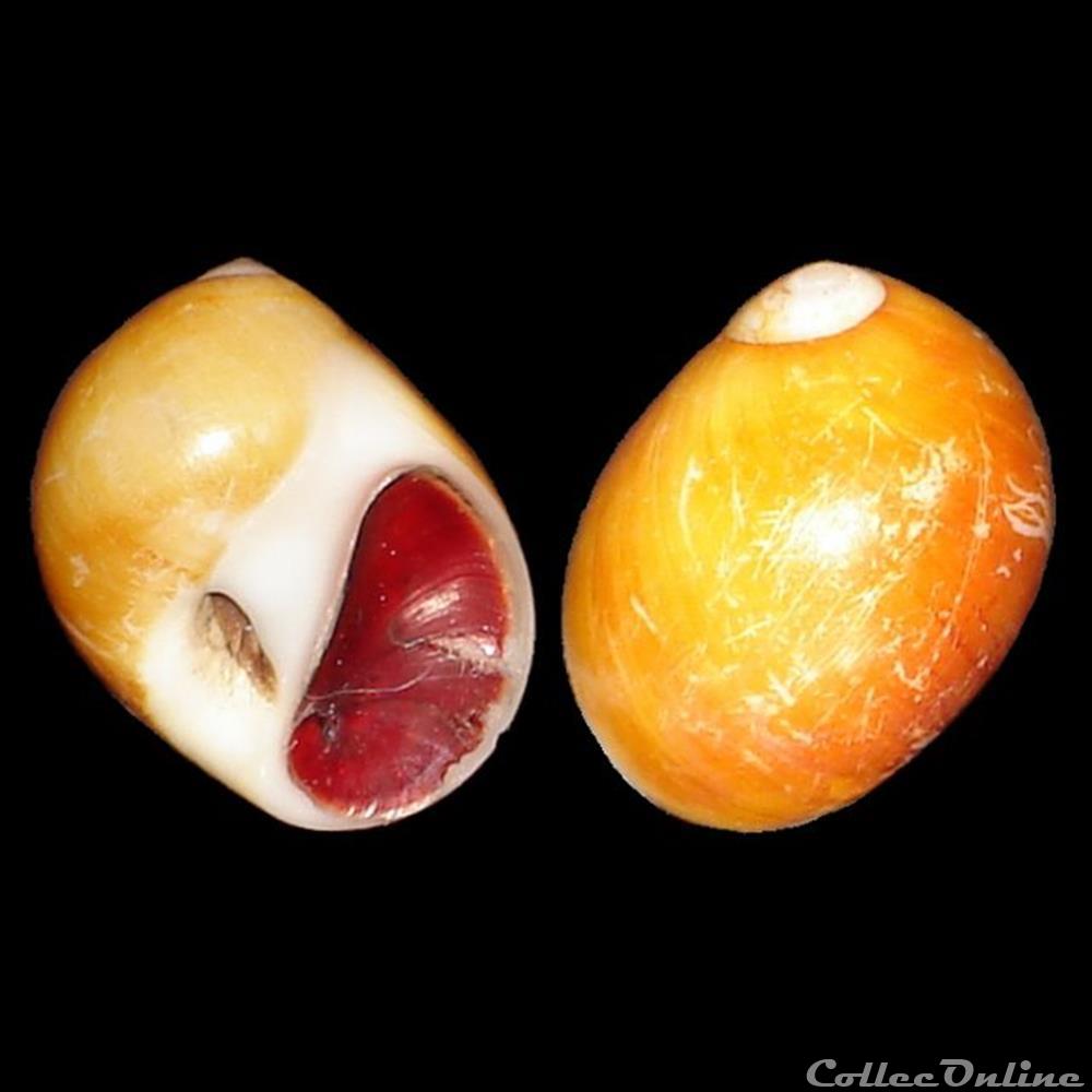 Naticidae - Polinices lacteus (Guilding, 1834) coquillages fossiles gastropoda naticidae polinices lacteus guilding 1834