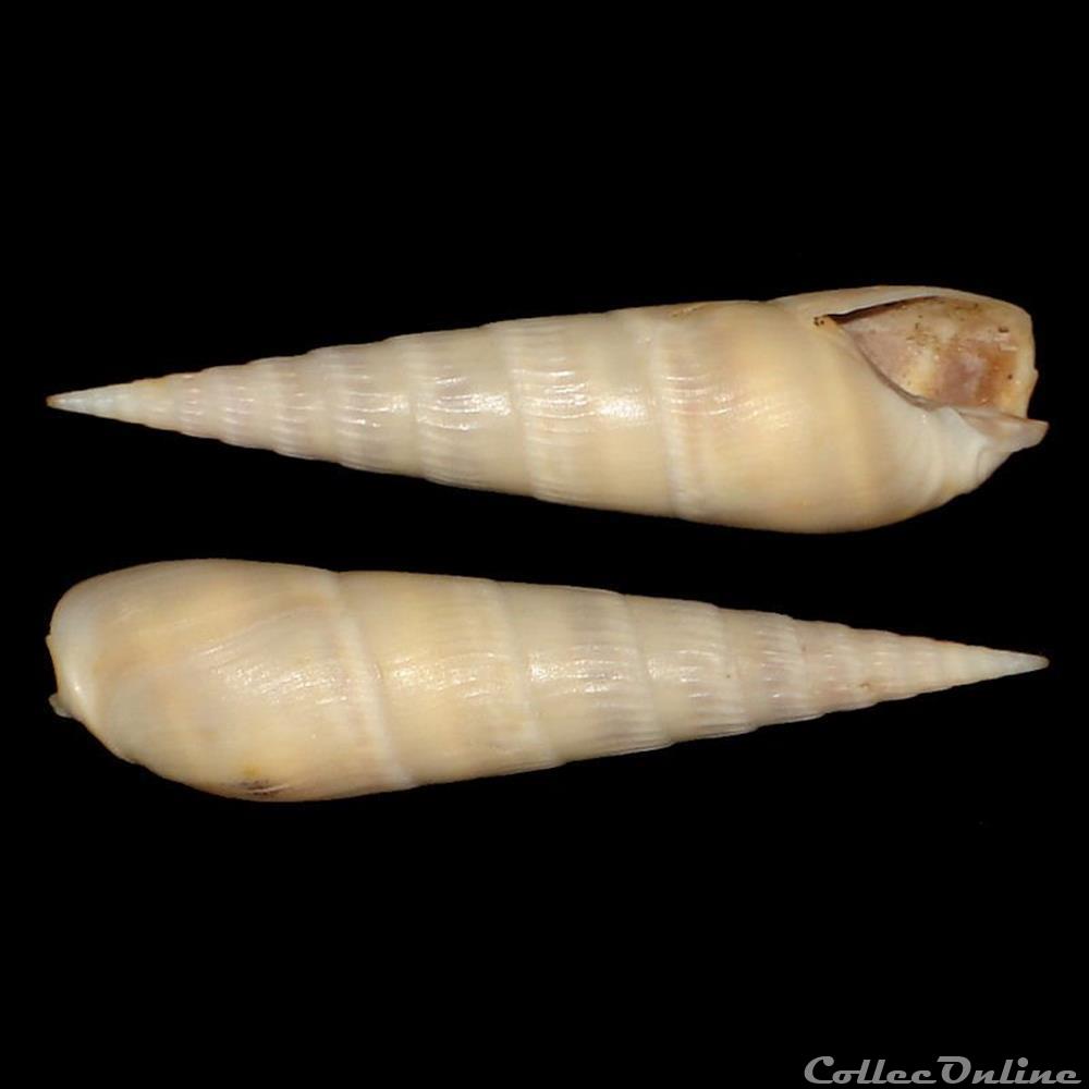 Terebridae - Impages cinerea (Born, 1778) coquillages fossiles gastropoda terebridae impages cinerea born 1778