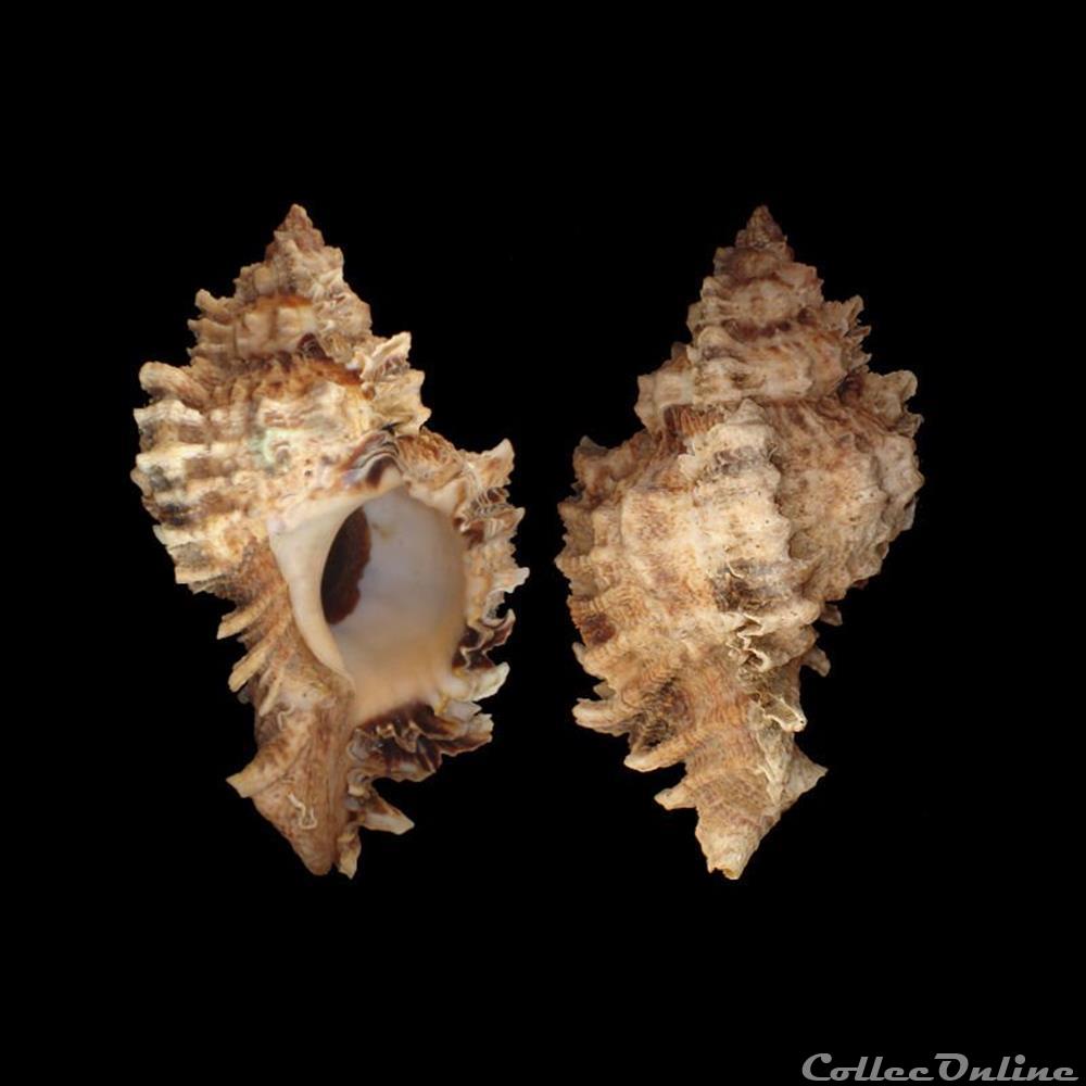 Muricidae - Phyllonotus pomum (Gmelin, 1791) coquillages fossiles gastropoda muricidae phyllonotus pomum gmelin 1791