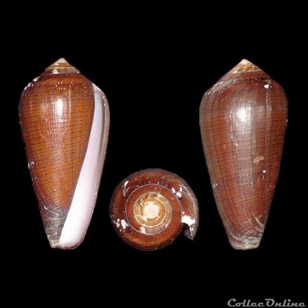 Darioconus vezoi (Korn, Niederhöfer & Blöcher, 2000) coquillages fossiles gastropoda darioconus vezoi korn niederhofer blocher 2000