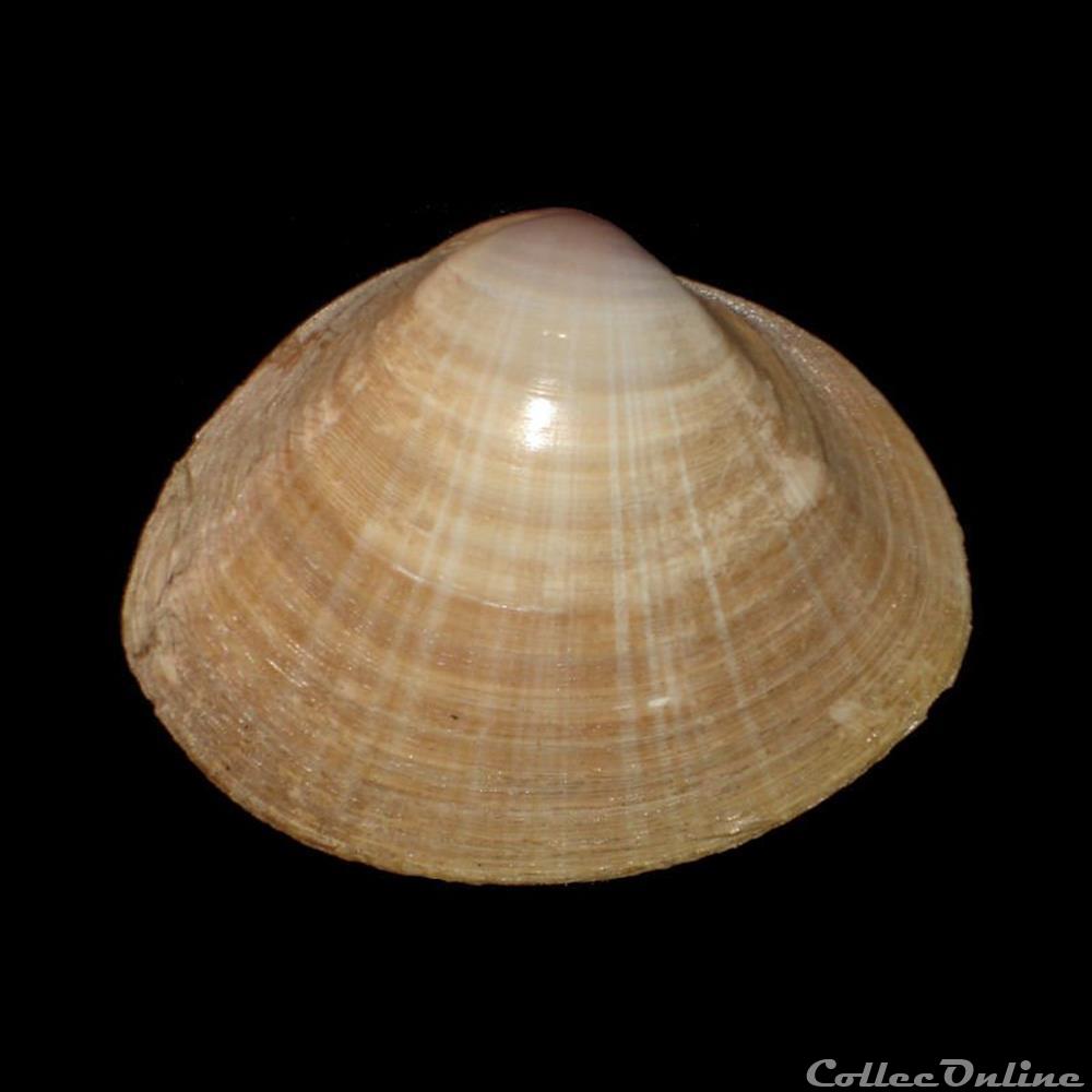 Mactridae - Mactra stultorum (Linné, 1758) coquillages fossiles bivalvia mactridae mactra stultorum linne 1758
