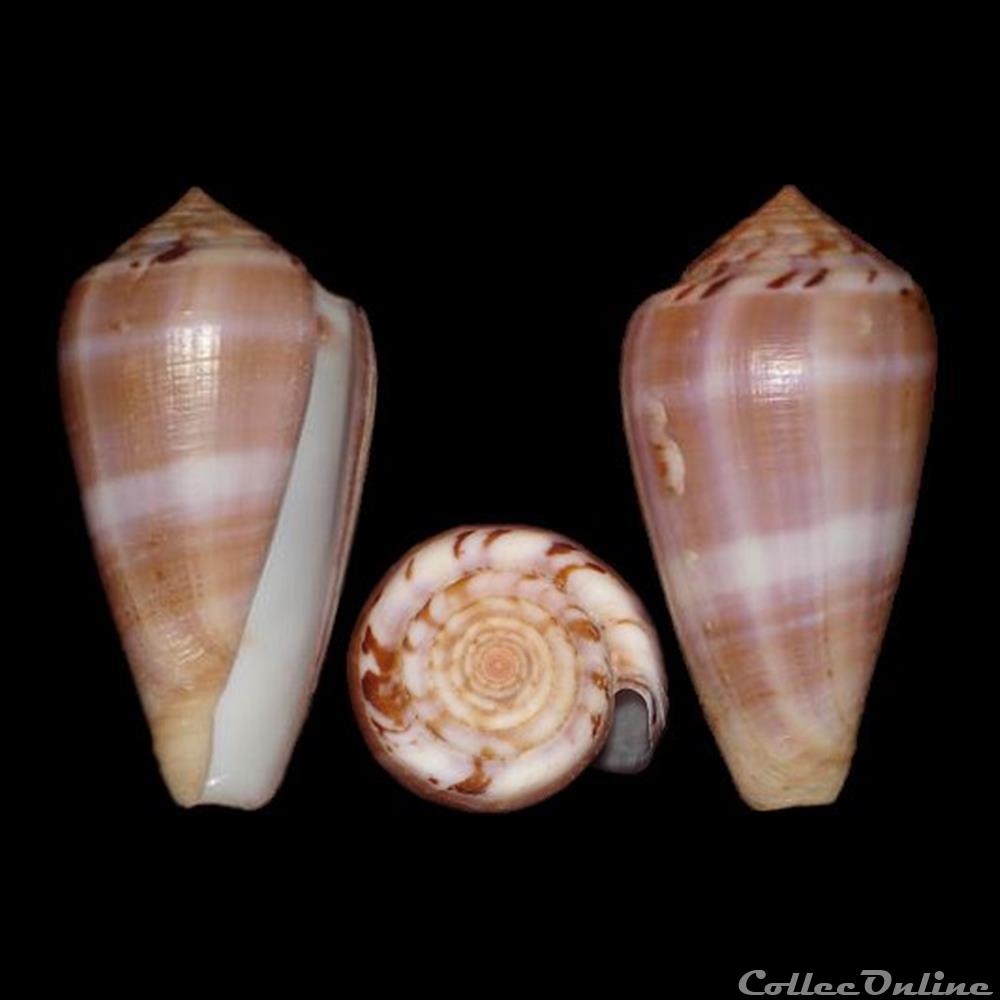 Pionoconus fulmen f. kirai (Kuroda, 1956) coquillages fossiles gastropoda pionoconus fulmen f kirai kuroda 1956