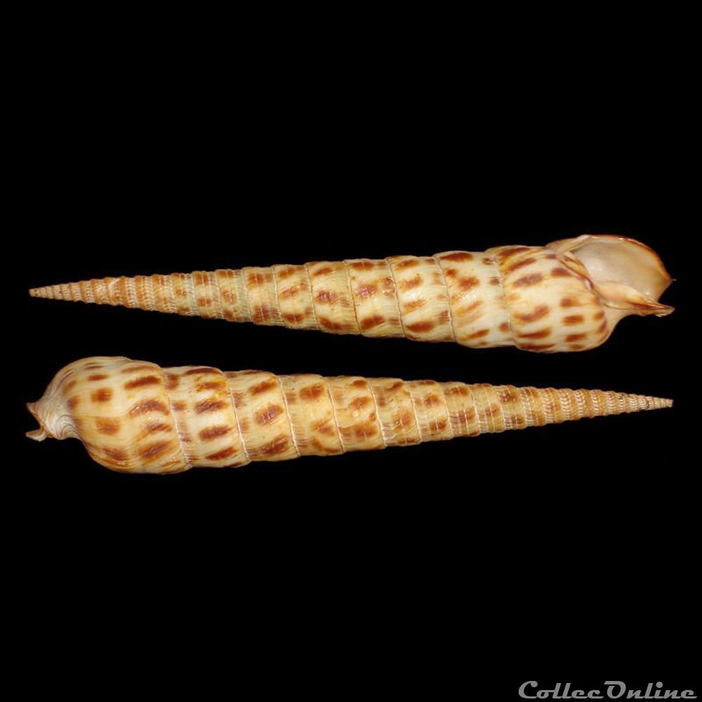 Terebridae - Terebra taurina (Lightfoot, 1786) coquillages fossiles gastropoda terebridae terebra taurina lightfoot 1786