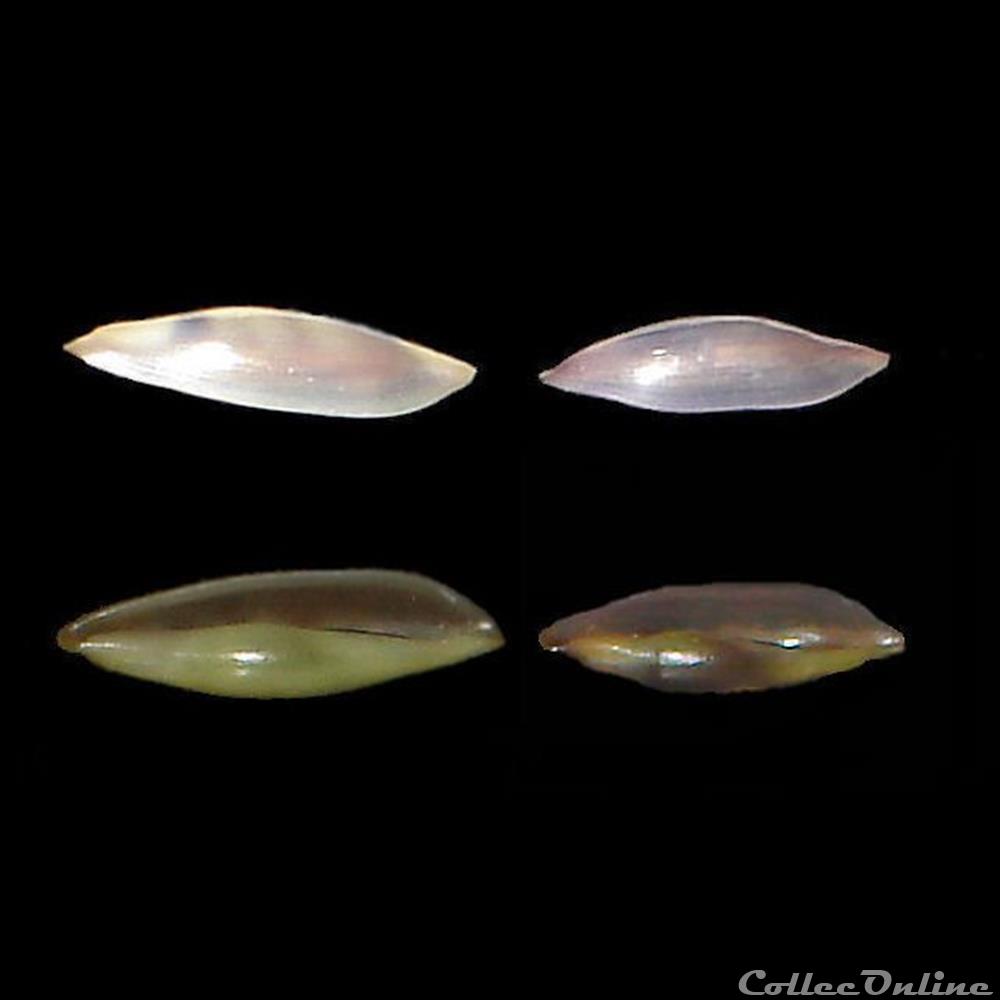 Ovulidae - Cymbovula acicularis (Lamarck, 1810) coquillages fossiles gastropoda ovulidae cymbovula acicularis lamarck 1810