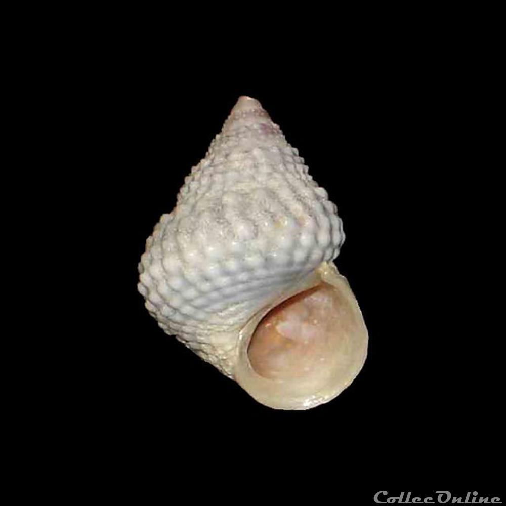 Littorinidae - Cenchritis muricatus (Linné, 1758) coquillages fossiles gastropoda littorinidae cenchritis muricatus linne 1758