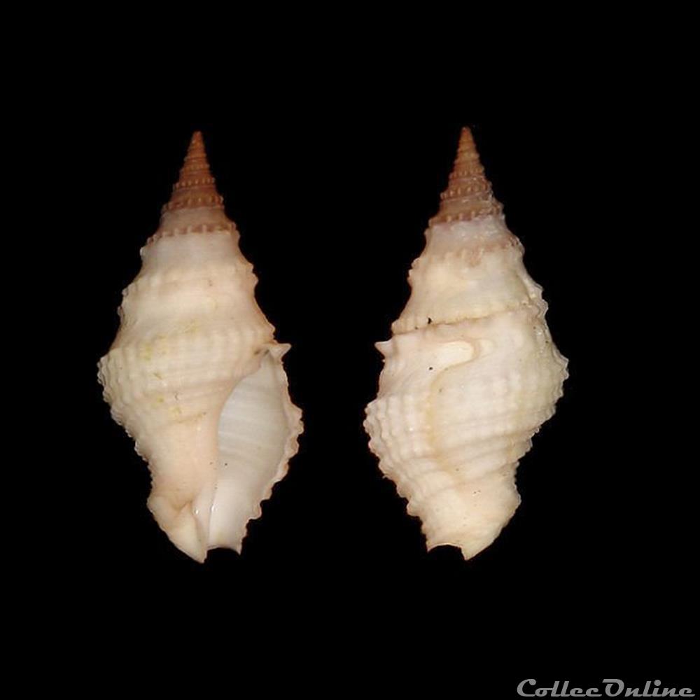 Clavatulidae - Clavatula muricata (Lamarck, 1822) coquillages fossiles gastropoda clavatulidae clavatula muricata lamarck 1822