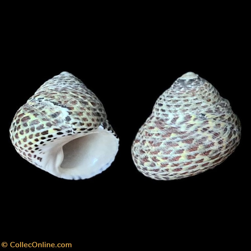 Trochidae - Phorcus turbinatus (Born, 1778) coquillages fossiles gastropoda trochidae phorcus turbinatus born 1778