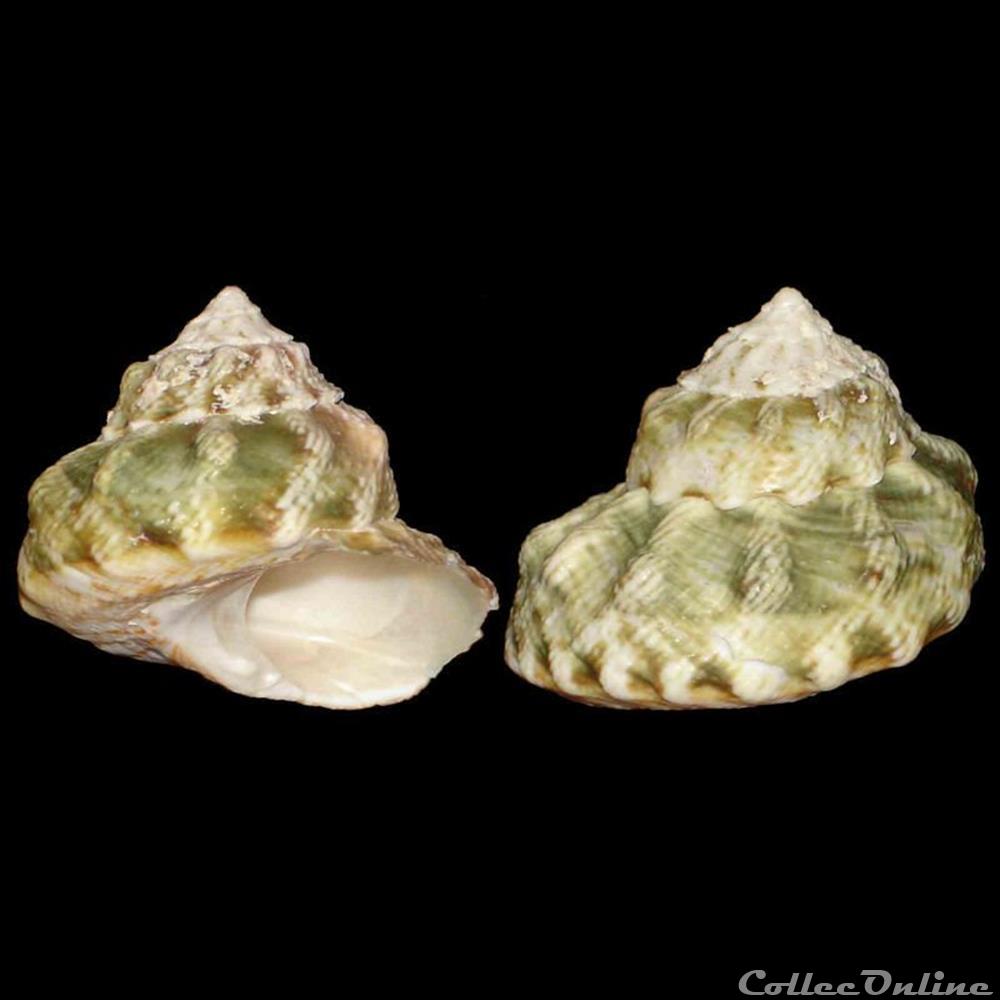 Turbinidae - Lithopoma tuber (Linné, 1758) coquillages fossiles gastropoda turbinidae lithopoma tuber linne 1758