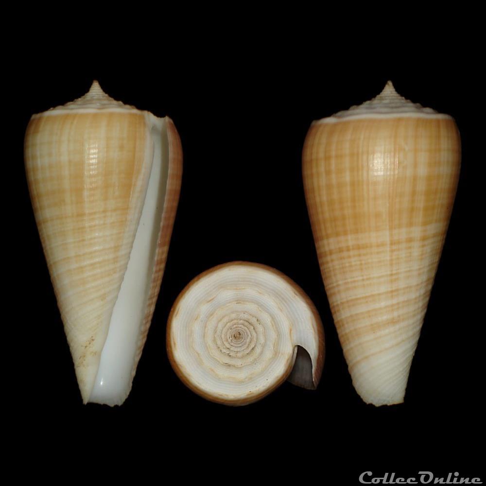coquillages fossiles gastropoda asprella brettinghami coomans moolenbeek wils 1982