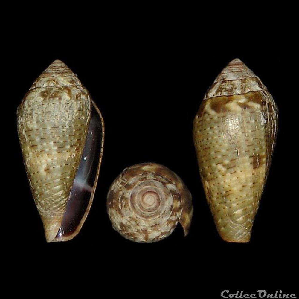 Lautoconus (Lautoconus) bruguieresi (Kiener 1846) coquillages fossiles gastropoda lautoconus lautoconus bruguieresi kiener 1846