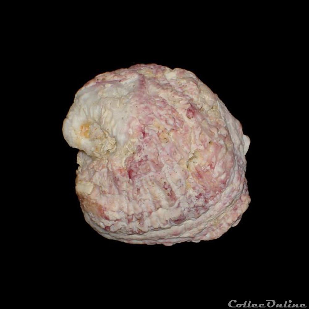 coquillages fossiles bivalvia chamidae chama crenulata lamarck 1819
