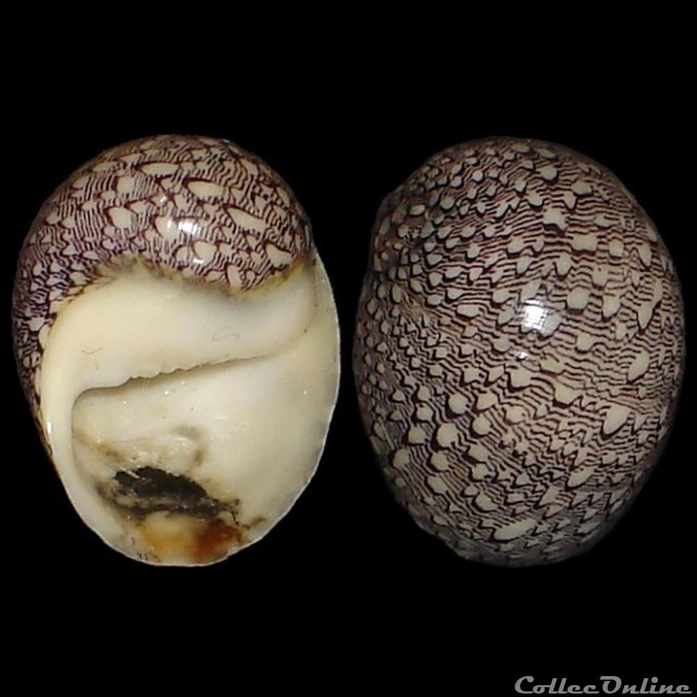 coquillages fossiles gastropoda neritidae nereina punctulata lamarck 1816