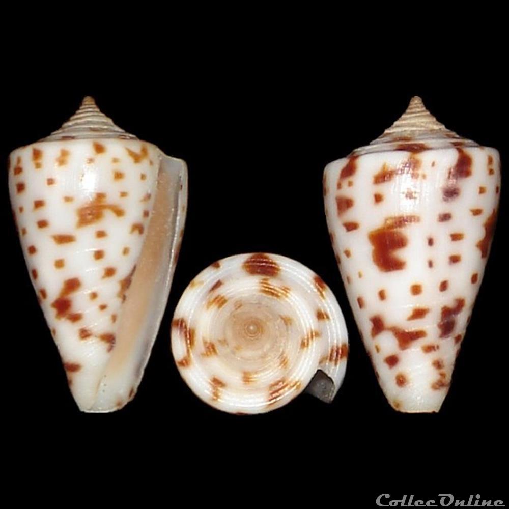 Phasmoconus (Phasmoconus) erythraeensis (Reeve, 1843) coquillages fossiles gastropoda phasmoconus phasmoconus erythraeensis reeve 1843