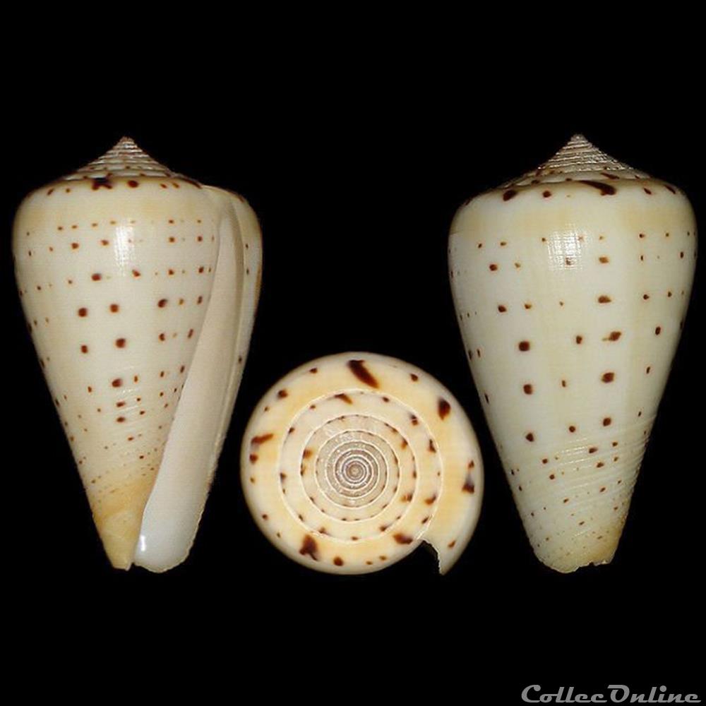 Dendroconus betulinus, Linné, 1758 coquillages fossiles gastropoda dendroconus betulinus linne 1758