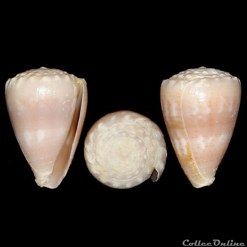 Virroconus miliaris (Hwass in Bruguière, 1792) coquillages fossiles gastropoda virroconus miliaris hwass in bruguiere 1792