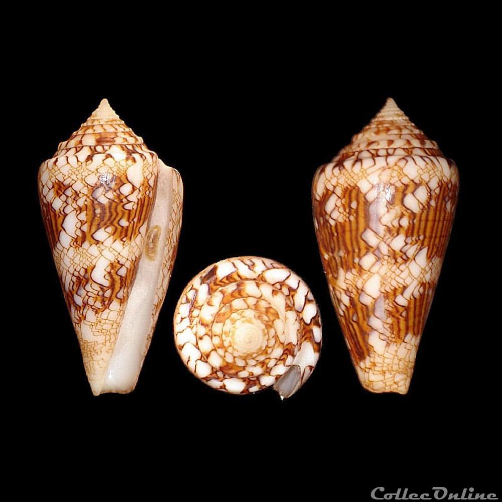 Cylinder scottjordani (Poppe, Monnier & Tagaro, 2012) coquillages fossiles gastropoda cylinder scottjordani poppe monnier tagaro 2012