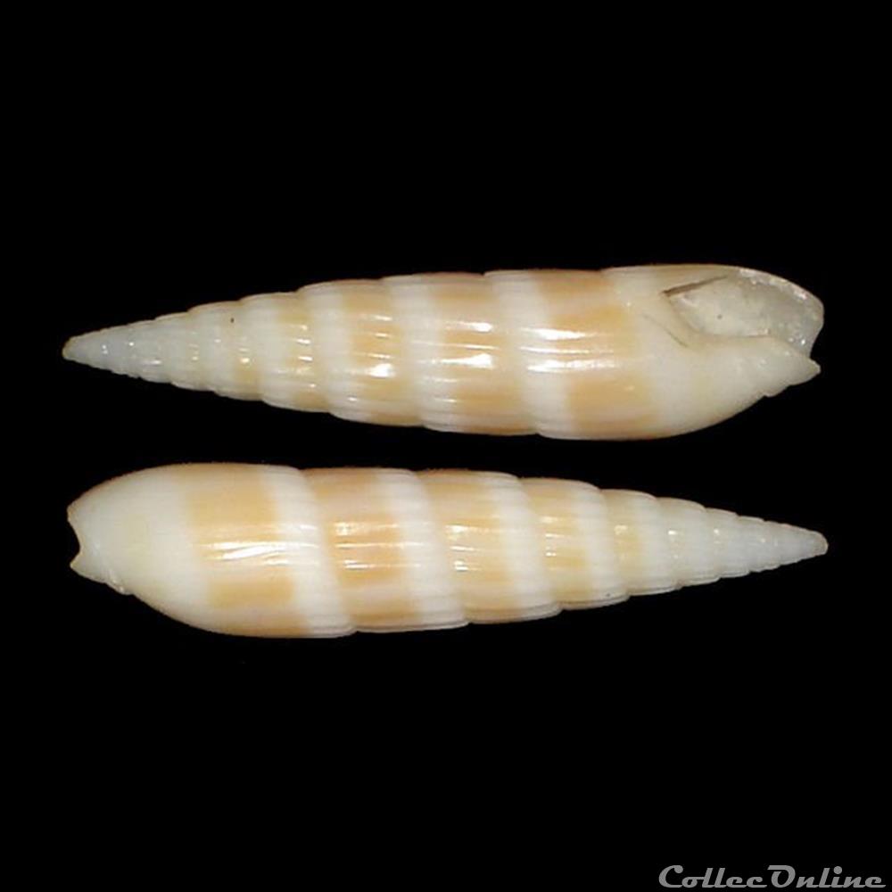 Terebridae - Hastula hastata (Gmelin, 1791) coquillages fossiles gastropoda terebridae hastula hastata gmelin 1791