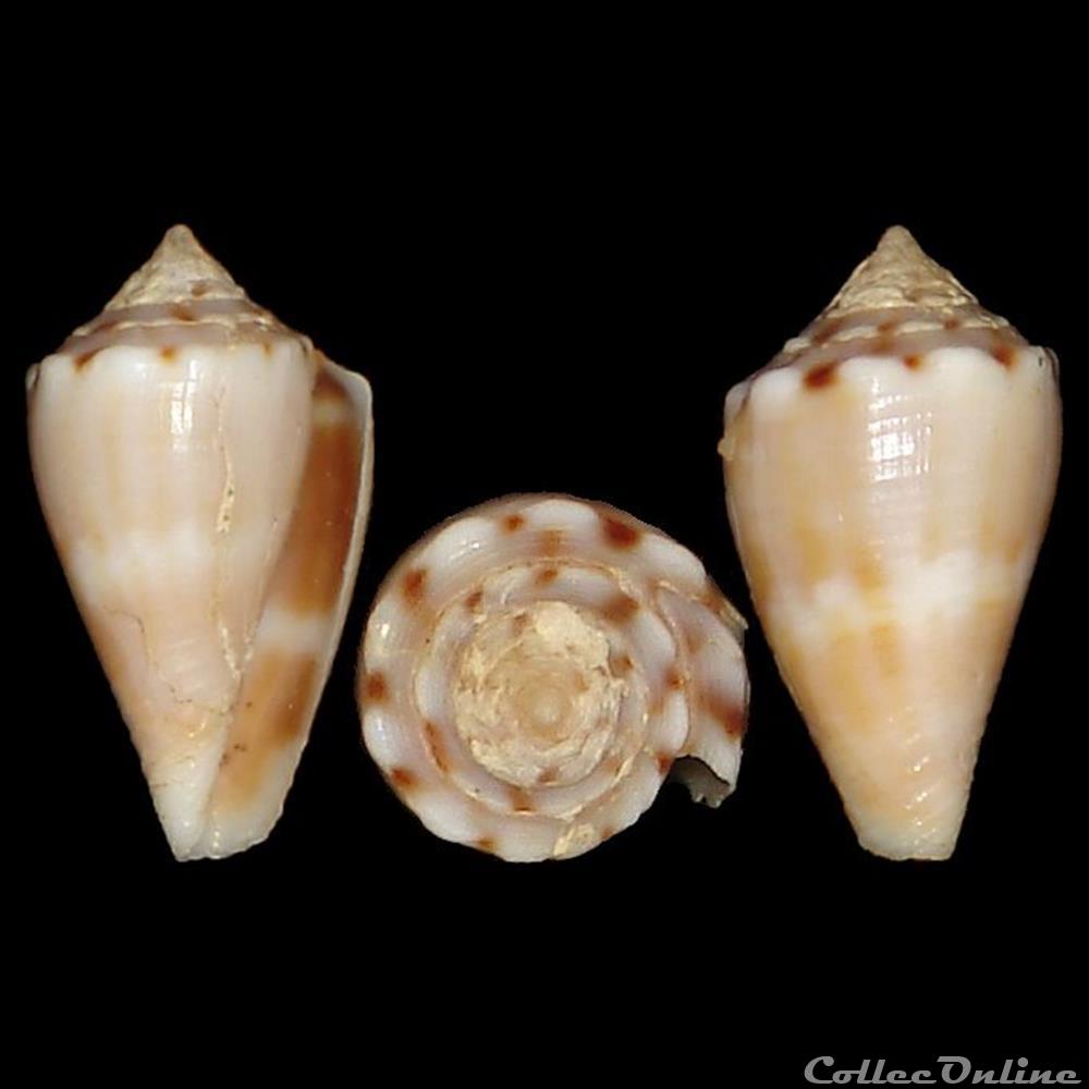Conidae - Monteiroconus mus (Hwass in Bruguière, 1792) coquillages fossiles gastropoda conidae monteiroconus mus hwass in bruguiere 1792