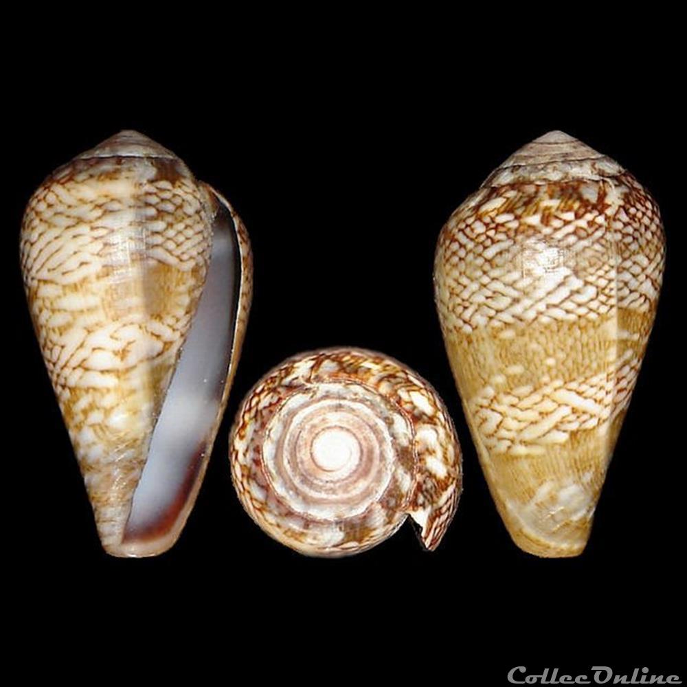 Conidae - Lautoconus (Lautoconus) cacao (Ferrario, 1983) coquillages fossiles gastropoda conidae lautoconus lautoconus cacao ferrario 1983