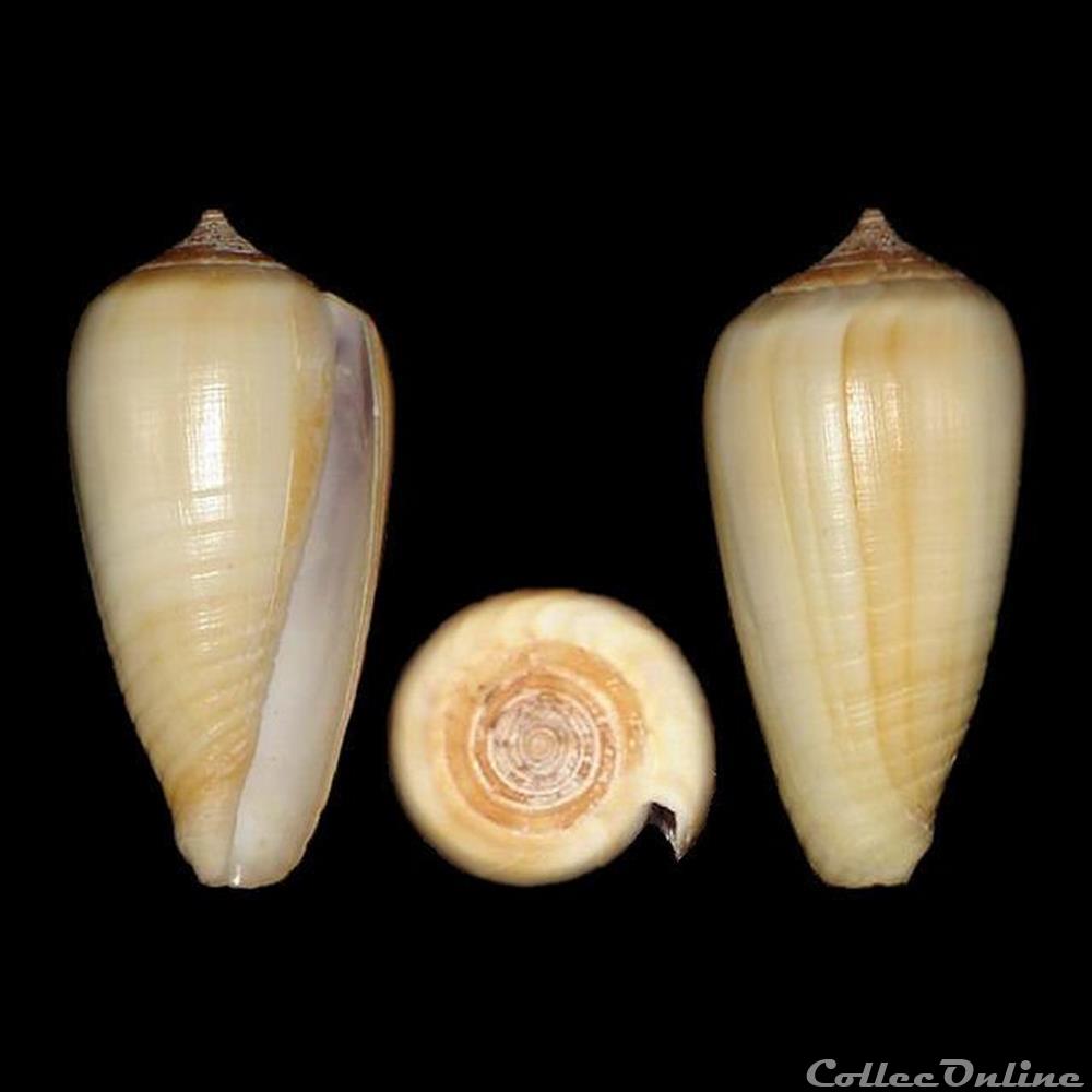 Phasmoconus (Phasmoconus) parius (Reeve, 1844) coquillages fossiles gastropoda phasmoconus phasmoconus parius reeve 1844