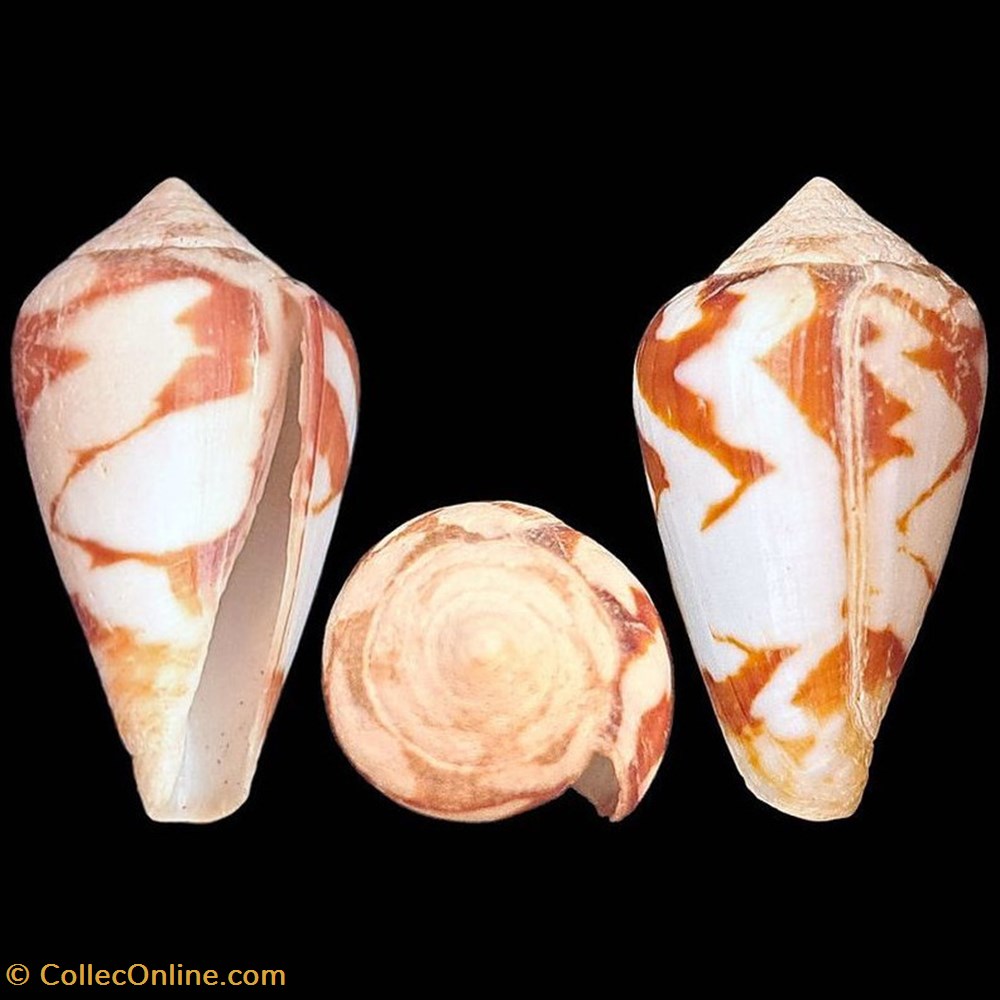 coquillages fossiles gastropoda conidae lautoconus lautoconus reticulatus born 1778