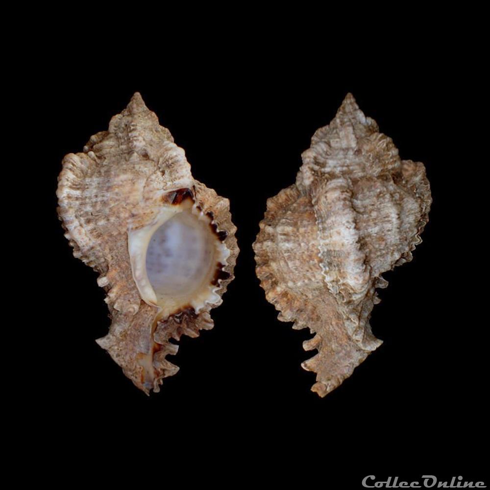 Muricidae - Phyllonotus pomum (Gmelin, 1791) coquillages fossiles gastropoda muricidae phyllonotus pomum gmelin 1791