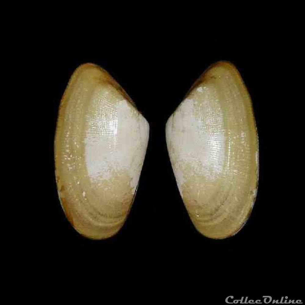 Donacidae - Donax trunculus (Linné, 1758) coquillages fossiles bivalvia donacidae donax trunculus linne 1758