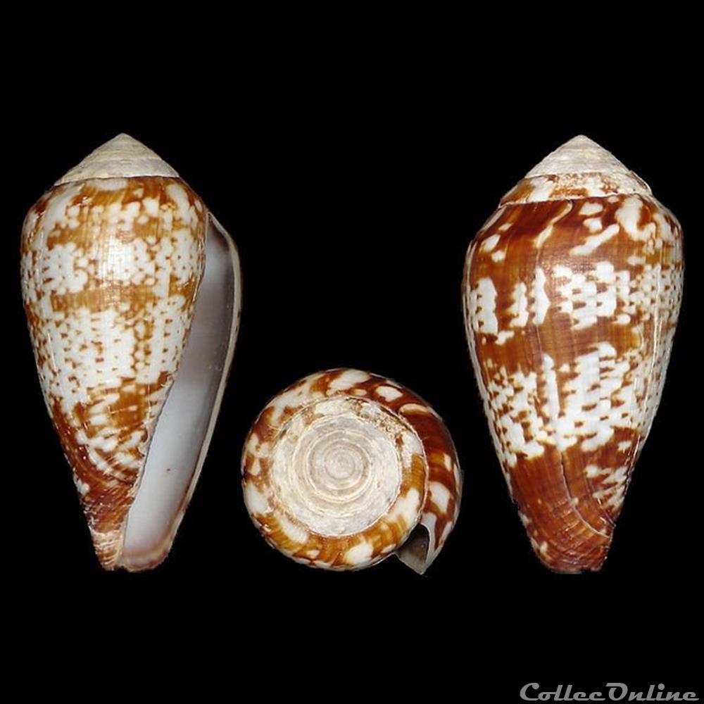 Conidae - Lautoconus (Varioconus) aemulus (Reeve, 1844) coquillages fossiles gastropoda conidae lautoconus varioconus aemulus reeve 1844