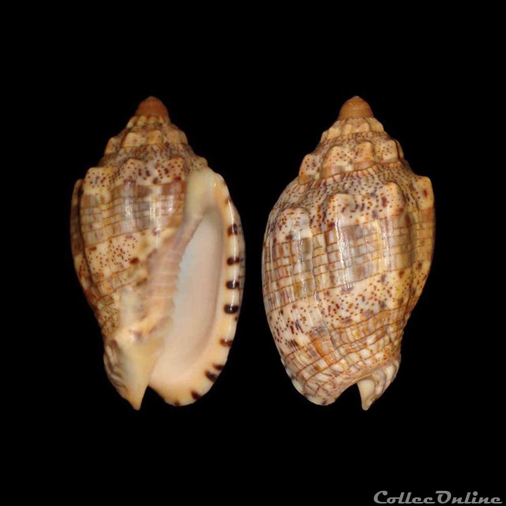 Volutidae - Voluta musica (Linné, 1758) coquillages fossiles gastropoda volutidae voluta musica linne 1758