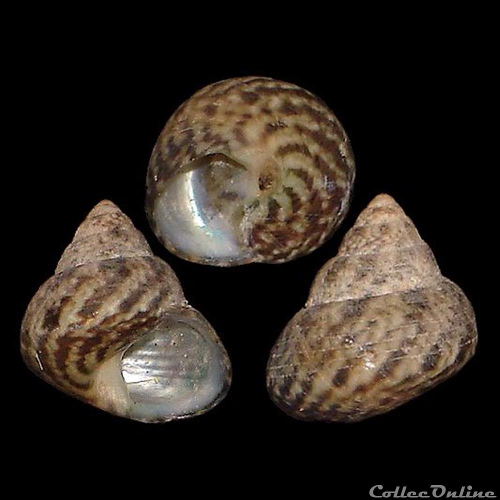 Trochidae - Steromphala adansonii (Payraudeau, 1826) coquillage fossile gastropodum trochidae steromphala adansonii payraudeau 1826