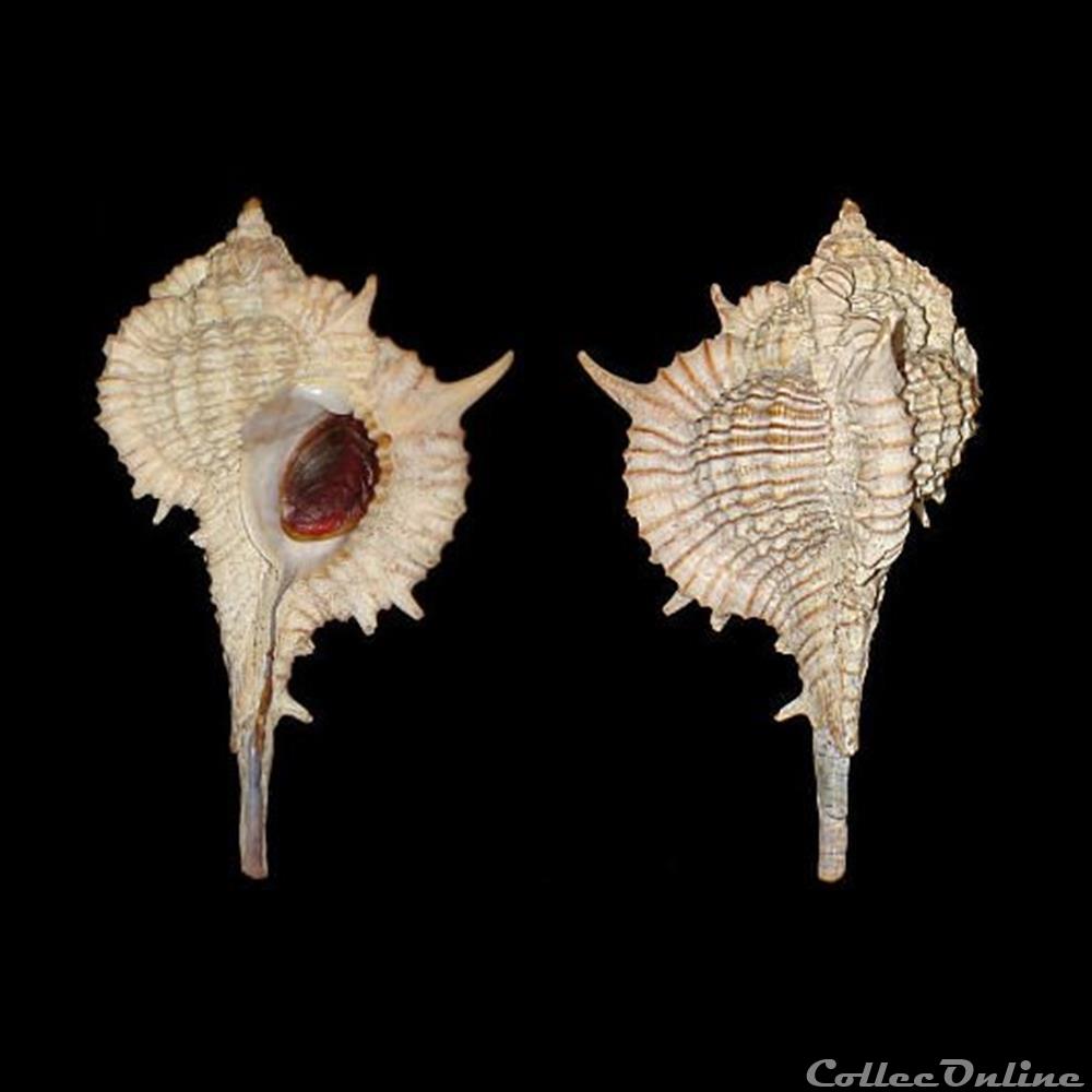 Muricidae - Vokesimurex donmoorei (Bullis, 1964) coquillages fossiles gastropoda muricidae vokesimurex donmoorei bullis 1964