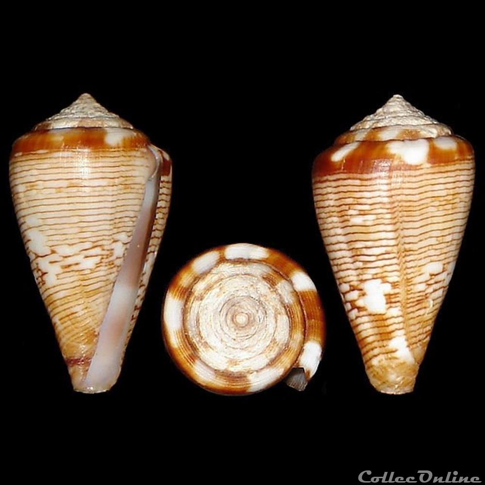 Lautoconus (Africonus) crotchii (Reeve, 1849) coquillages fossiles gastropoda lautoconus africonus crotchii reeve 1849