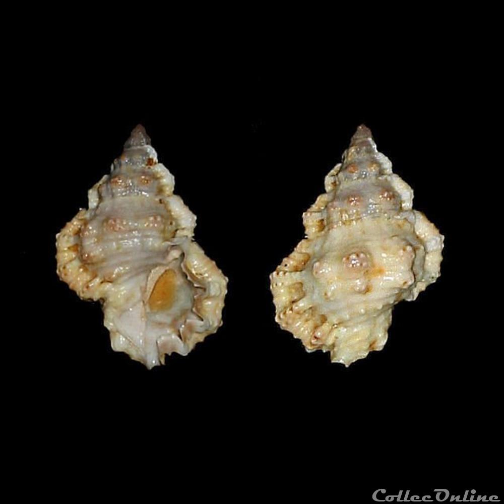 Bursidae - Bursa rhodostoma thomae (d'Orbigny, 1847) coquillages fossiles gastropoda bursidae bursa rhodostoma thomae d orbigny 1847