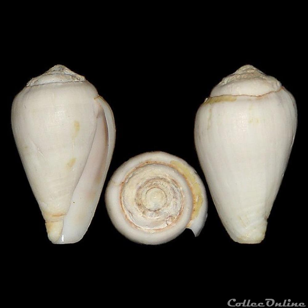 Lautoconus (Varioconus) filmeri (Rolán & Röckel, 2000) coquillages fossiles gastropoda lautoconus varioconus filmeri rolan rockel 2000