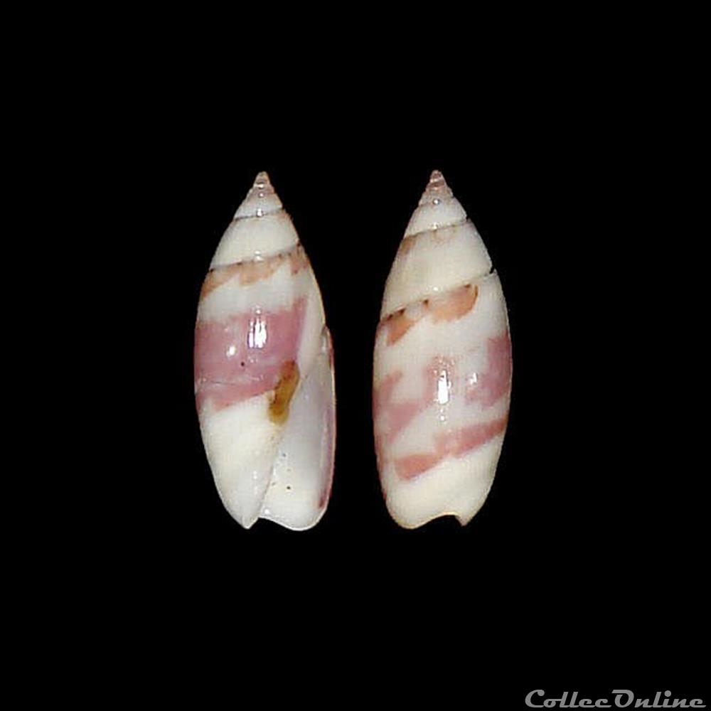 Olivellidae - Olivella nivea (Gmelin, 1791) coquillages fossiles gastropoda olivellidae olivella nivea gmelin 1791