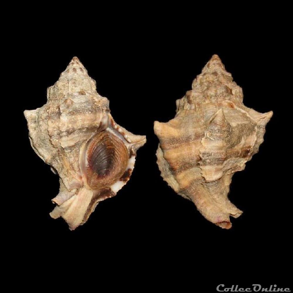 Muricidae - Hexaplex trunculus (Linné, 1758) - Coquillages & Fossiles