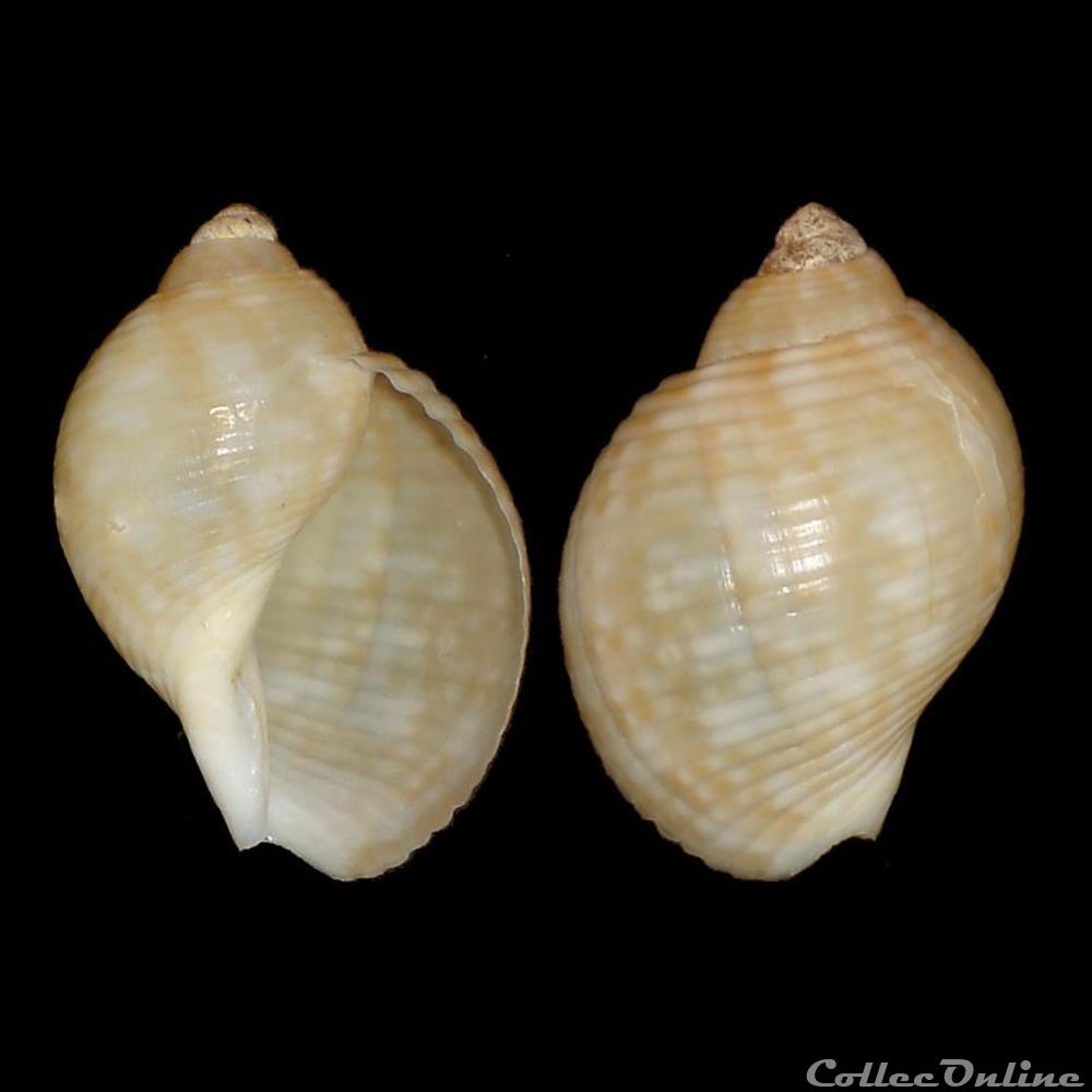 Tonnidae - Tonna pennata (Mörch, 1853) coquillages fossiles gastropoda tonnidae tonna pennata morch 1853