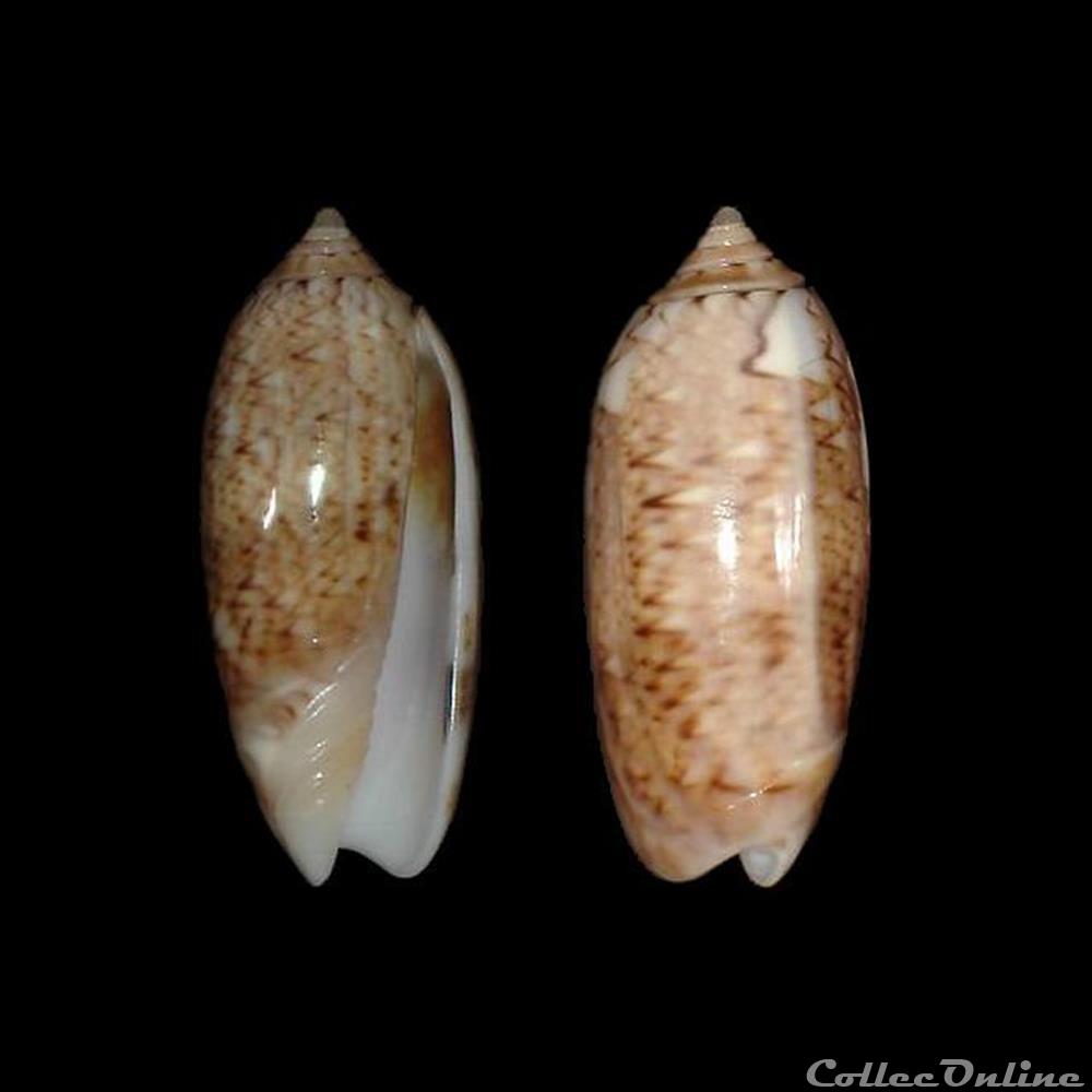 Olividae - Oliva flammulata dolicha (Locard, 1897) coquillages fossiles gastropoda olividae oliva flammulata dolicha locard 1897