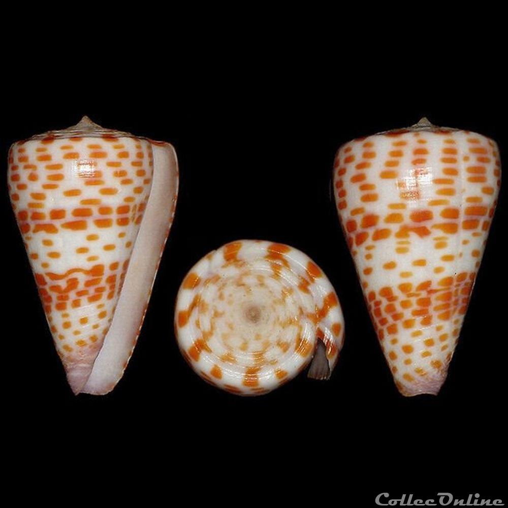 Tesselliconus tessulatus (Born, 1778) coquillages fossiles gastropoda tesselliconus tessulatus born 1778