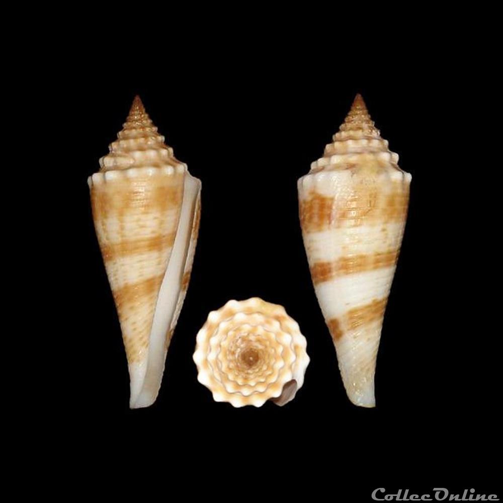 Fusiconus (Bathyconus) orbignyi (Audouin, 1831) coquillages fossiles gastropoda fusiconus bathyconus orbignyi audouin 1831