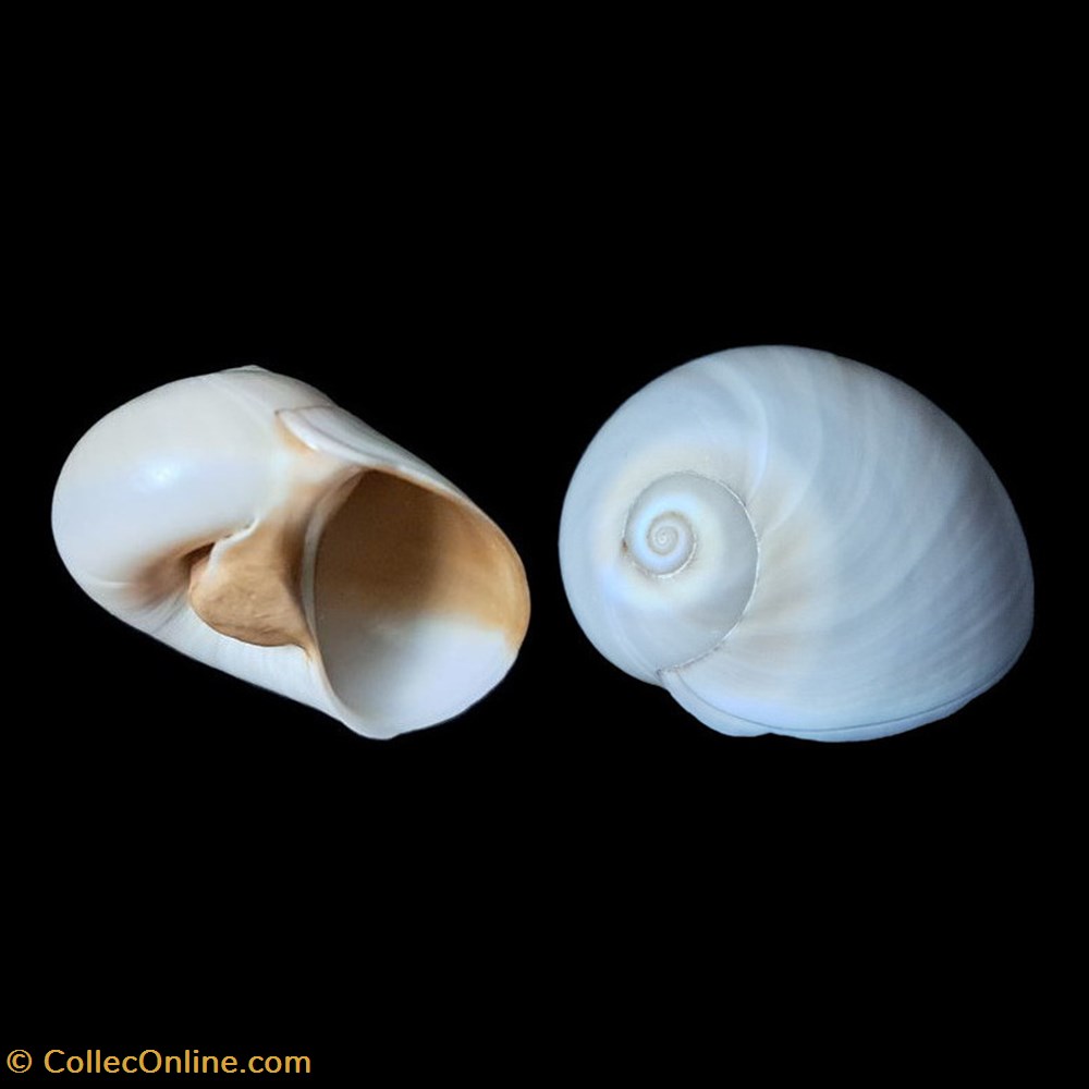 Naticidae - Neverita josephinia (Risso, 1826) coquillages fossiles gastropoda naticidae neverita josephinia risso 1826