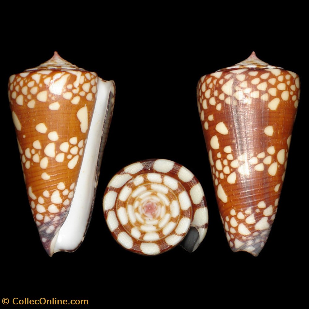 Eugeniconus nobilis gisellelieae (Parsons, Abbas & Lie, 2020) coquillages fossiles gastropoda eugeniconus nobilis gisellelieae parsons abbas lie 2020