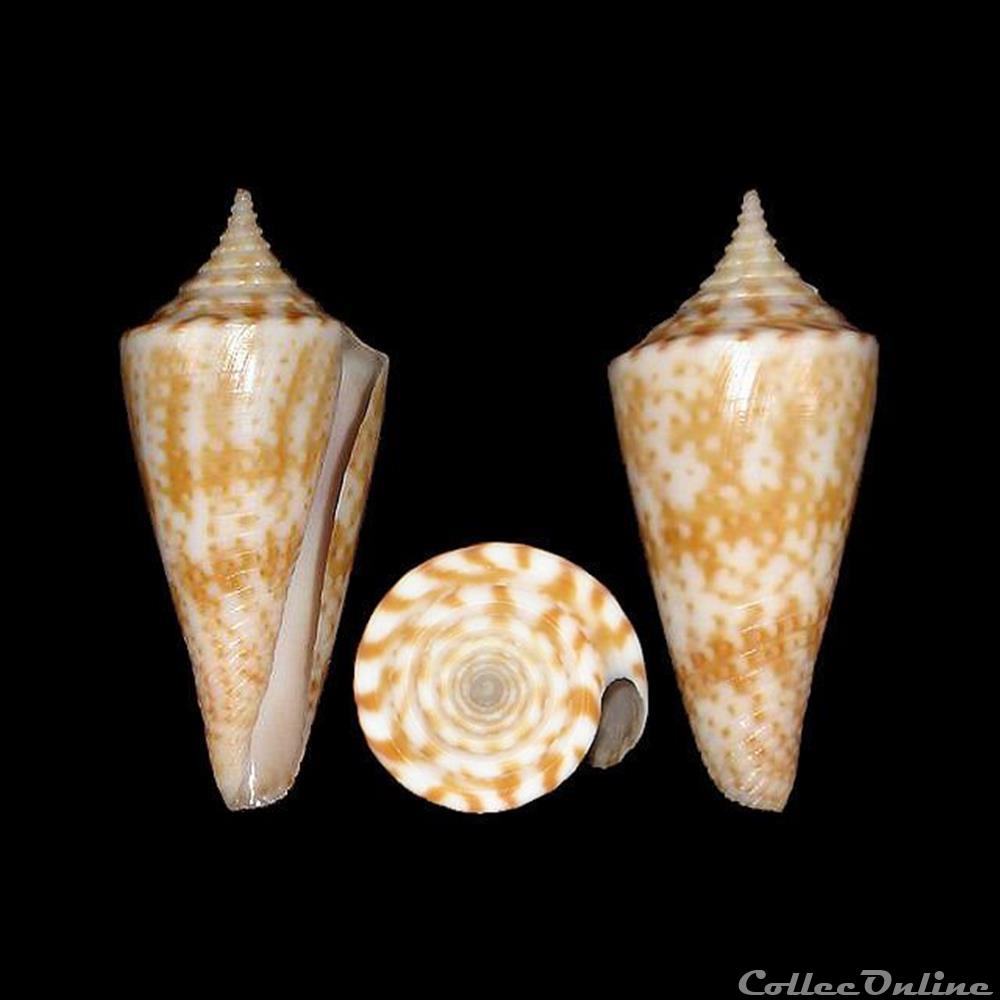 coquillages fossiles gastropoda fumiconus dictator melvill 1898