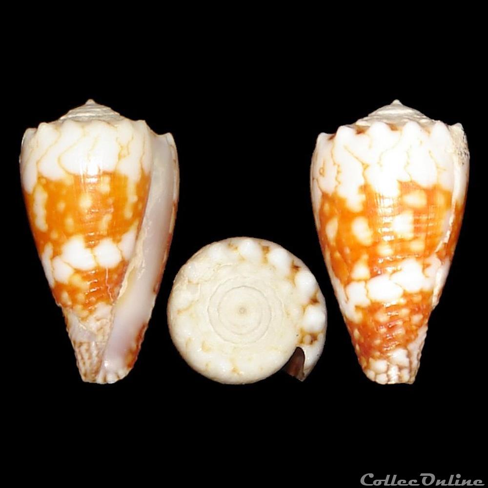 Conus vidua f. mozoi (Melvin, 1980) coquillages fossiles gastropoda conus vidua f mozoi melvin 1980