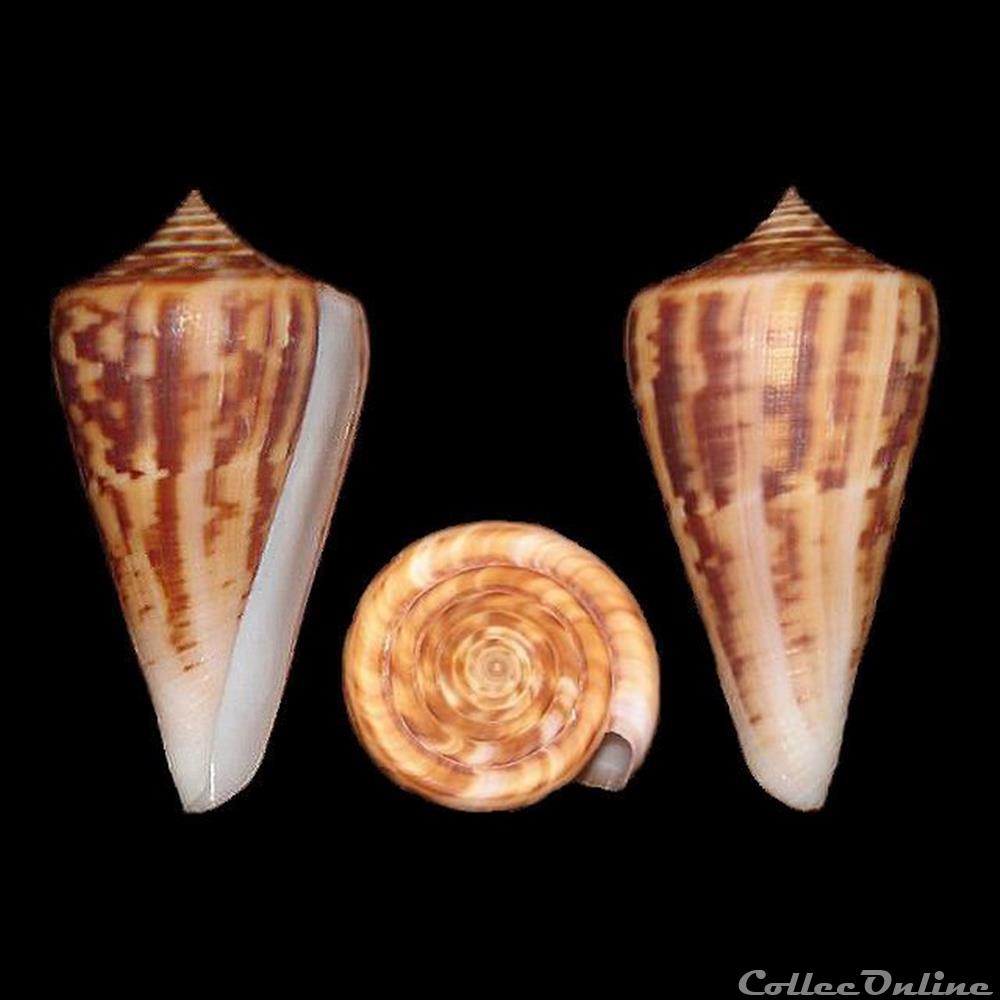 Dauciconus (Dauciconus) virgatus (Reeve, 1849) coquillages fossiles gastropoda dauciconus dauciconus virgatus reeve 1849